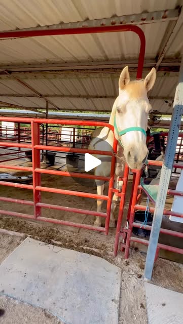Between our 50 rescue horses, the smallest one (Freedom) the mini, BIT Fred the big horse's leg😅 1 kick & Freedom is destroyed. …