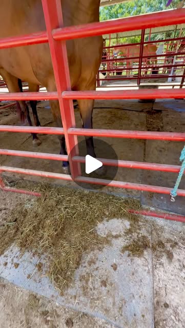 Meet the Zen Goddess of Resilience, no matter how badly injured and abused she was when she got rescued… 🐴 Pacifica (that’s her n…