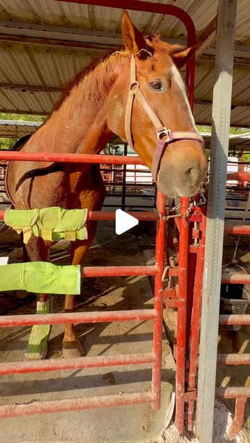 Miss Red was rescued from serious cruelty. Today she rolled in the mud until she was filthy. Zero shame. PURE JOY. 🥹 That's what …