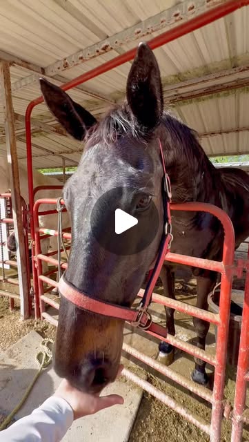 Sweet Arcadia learn to nod YES 🐴 From all our 50 rescue horses she is the most gentle & trusting despite caming from serious abus…