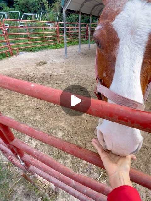 THANK YOU very much to all who are kind to creatures!!🙏🏻 Meet our newest rescue.. He is extra cute & playful...I'm so grateful fo…